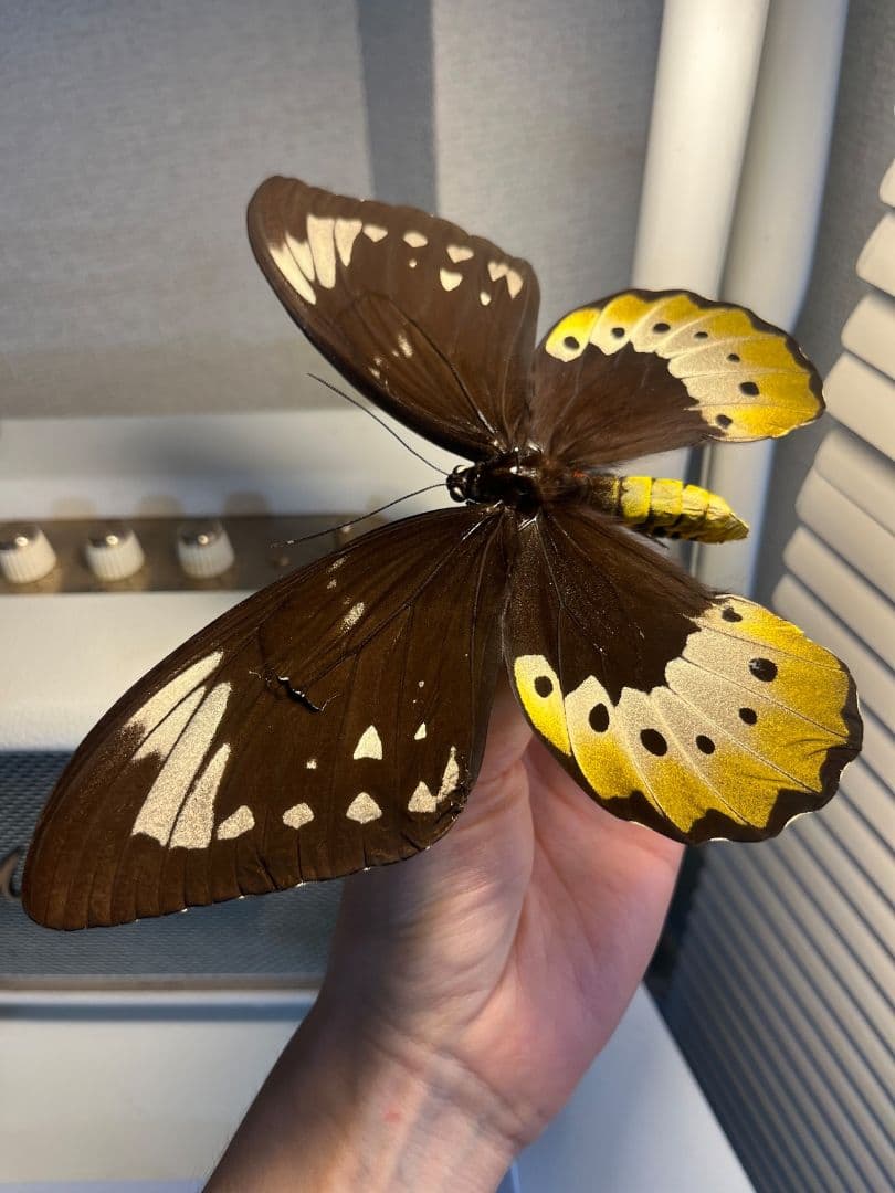 【蝶最大級】ゴライアストリバネアゲハ 外国産蝶標本 蝶 標本　メガネトリバネ