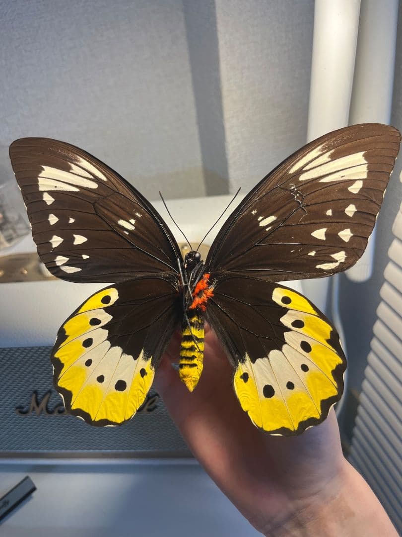 【蝶最大級】ゴライアストリバネアゲハ 外国産蝶標本 蝶 標本　メガネトリバネ