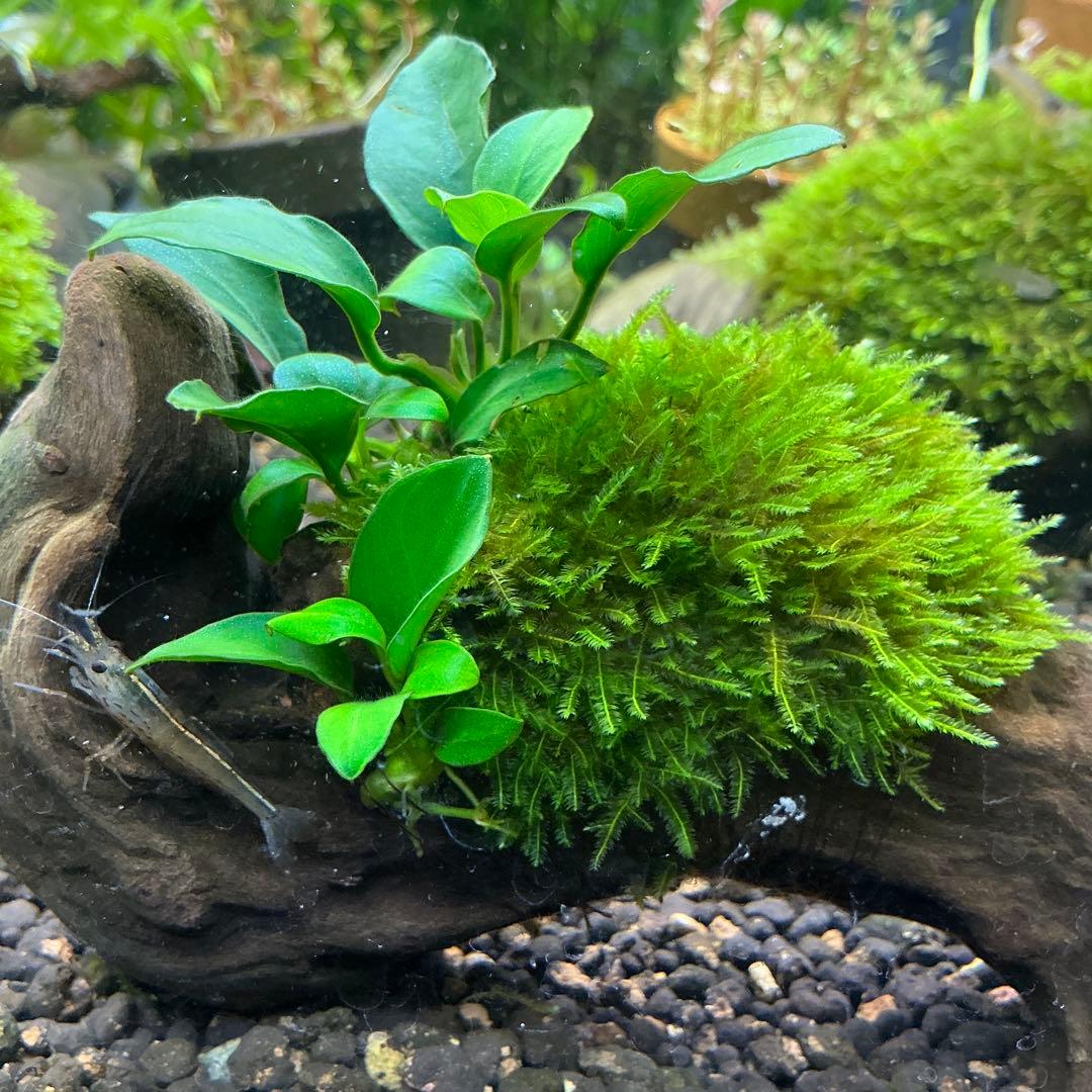 【速達】ジャイアント南米モス活着 アヌビアスボンサイ付き流木15cm