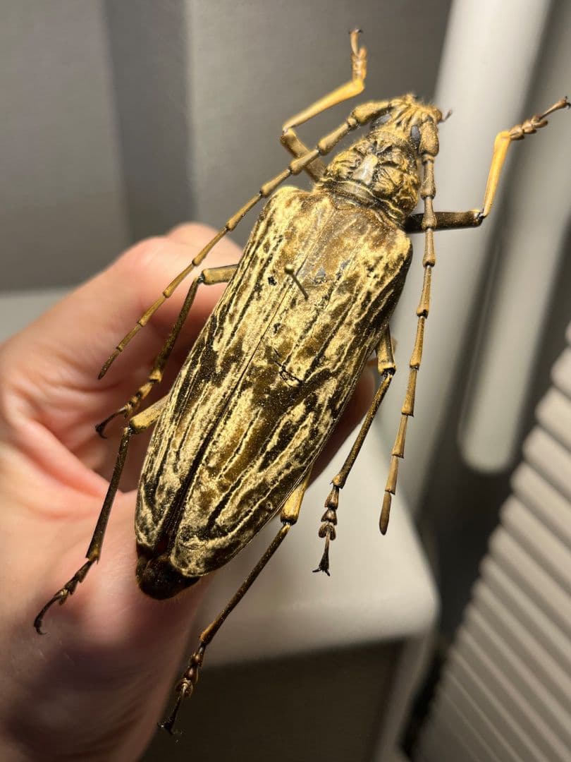 【ベロア感有】オオミヤマカミキリ♀ 標本 カミキリムシ Xixuthrus 天牛