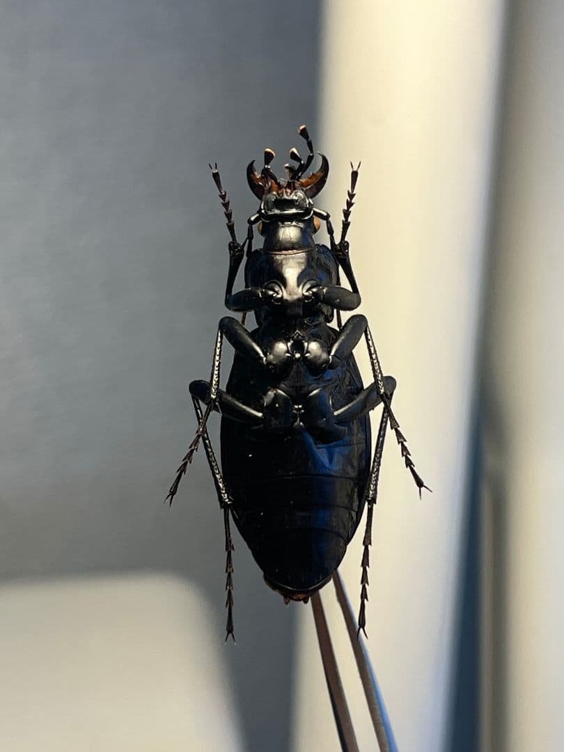 【37mm】ボンヴロワキンオサムシ トルコ産 標本 イボハダオサムシ 青緑