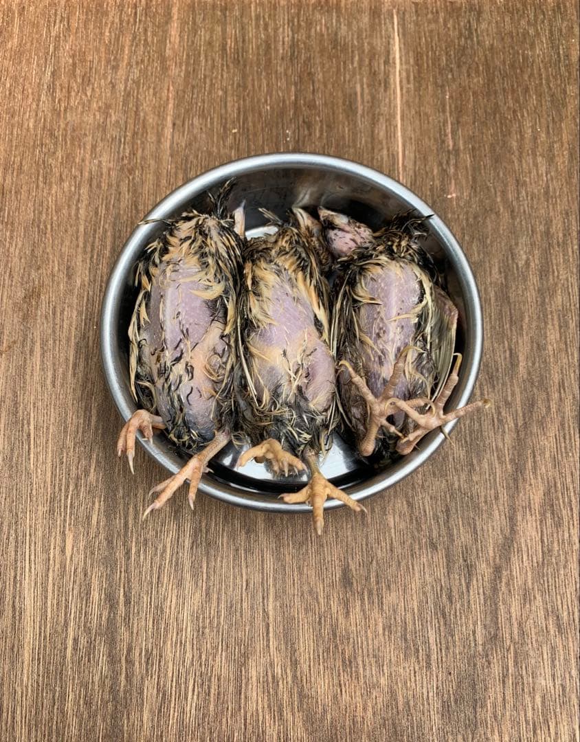 冷凍うずら（180羽）【送料込】