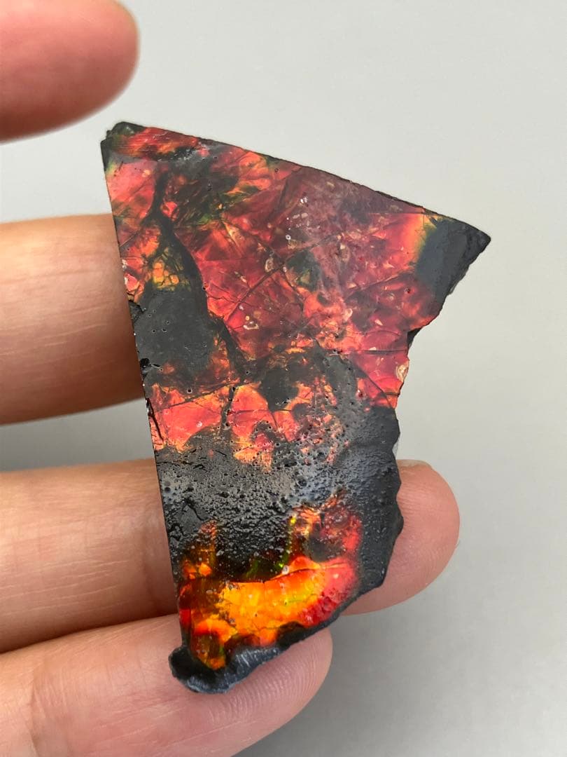 化石　原石　アンモライト　アンモナイト　カナダ産　幅4.4cm 箱付き