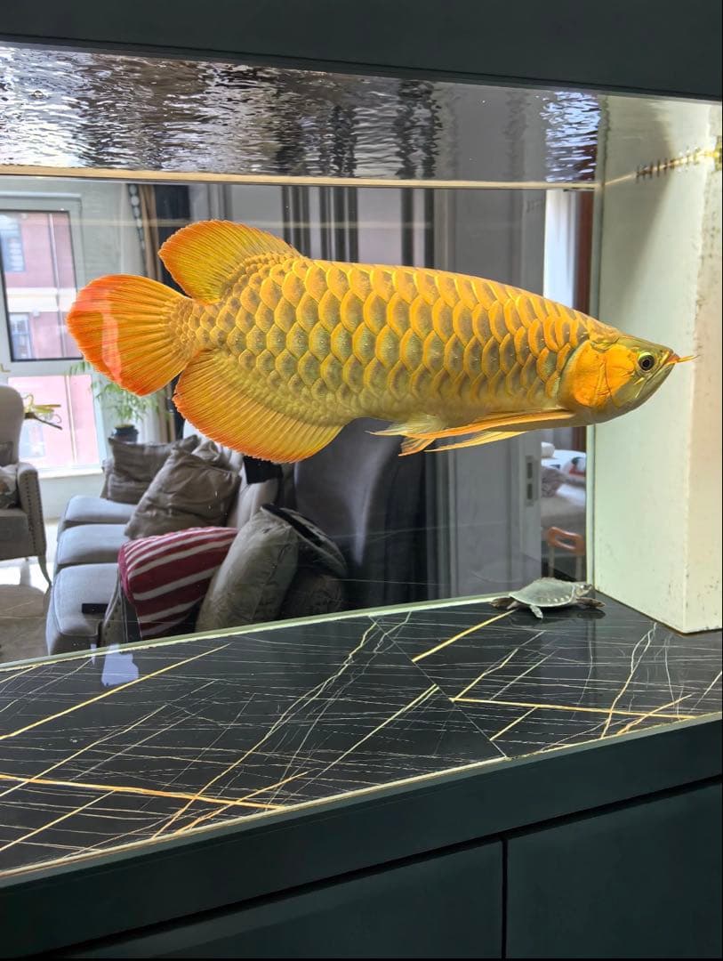 市場最安値200本卸価格 多孔質セラミック製水槽池用濾過材淡水海水魚フィルター