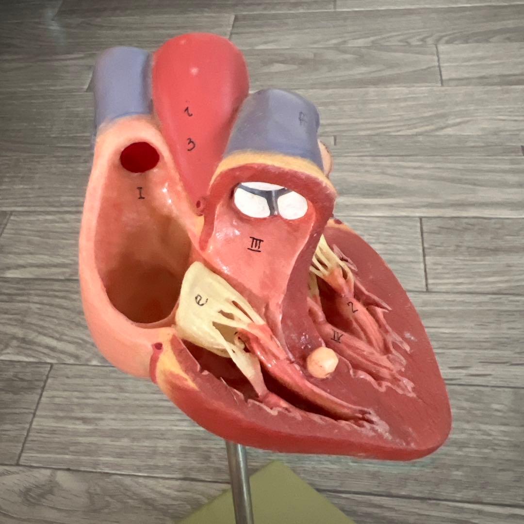 心臓　模型　中村　nakamura 学校備品　理科　病院　接骨院　整体　カイロ