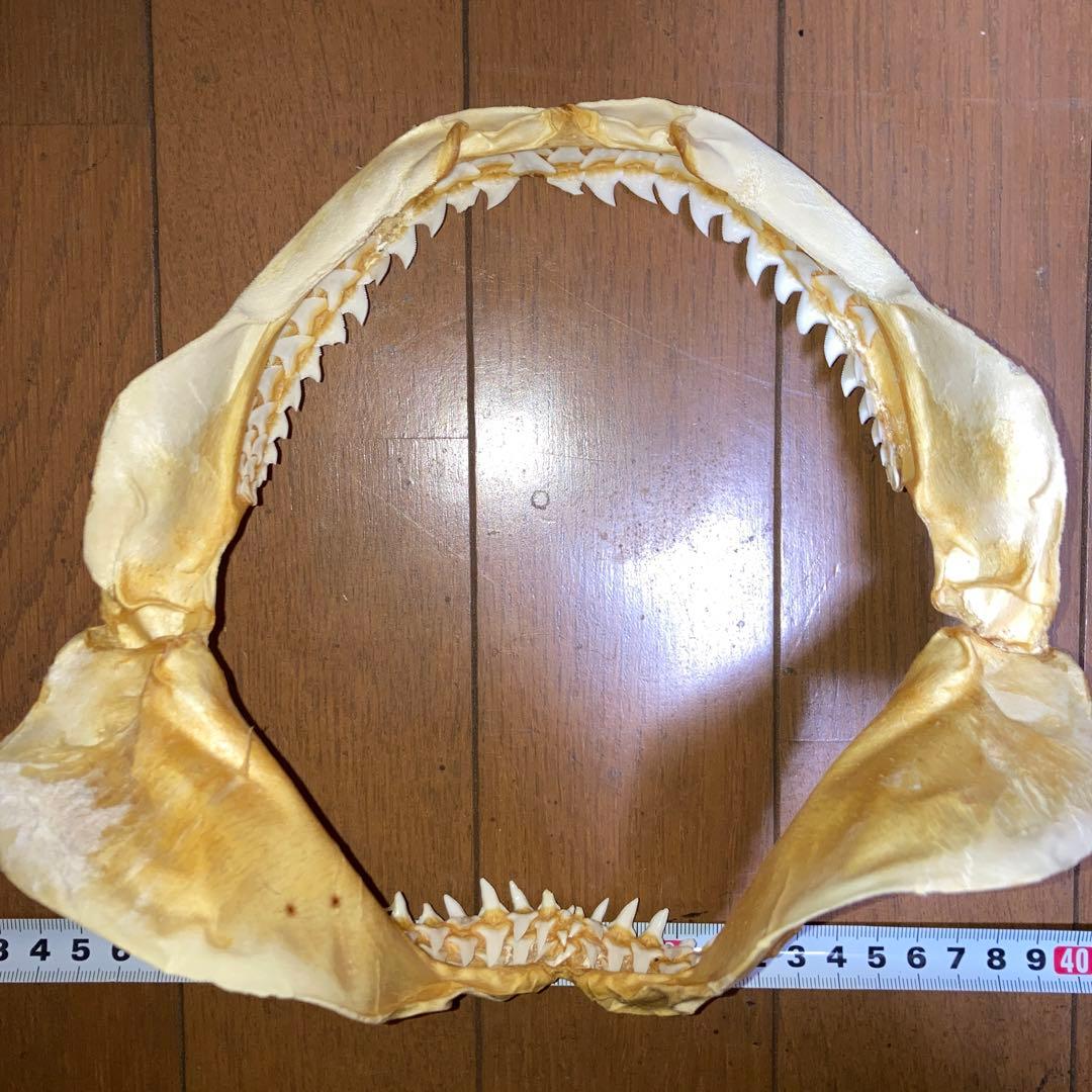 アオザメ　顎骨標本