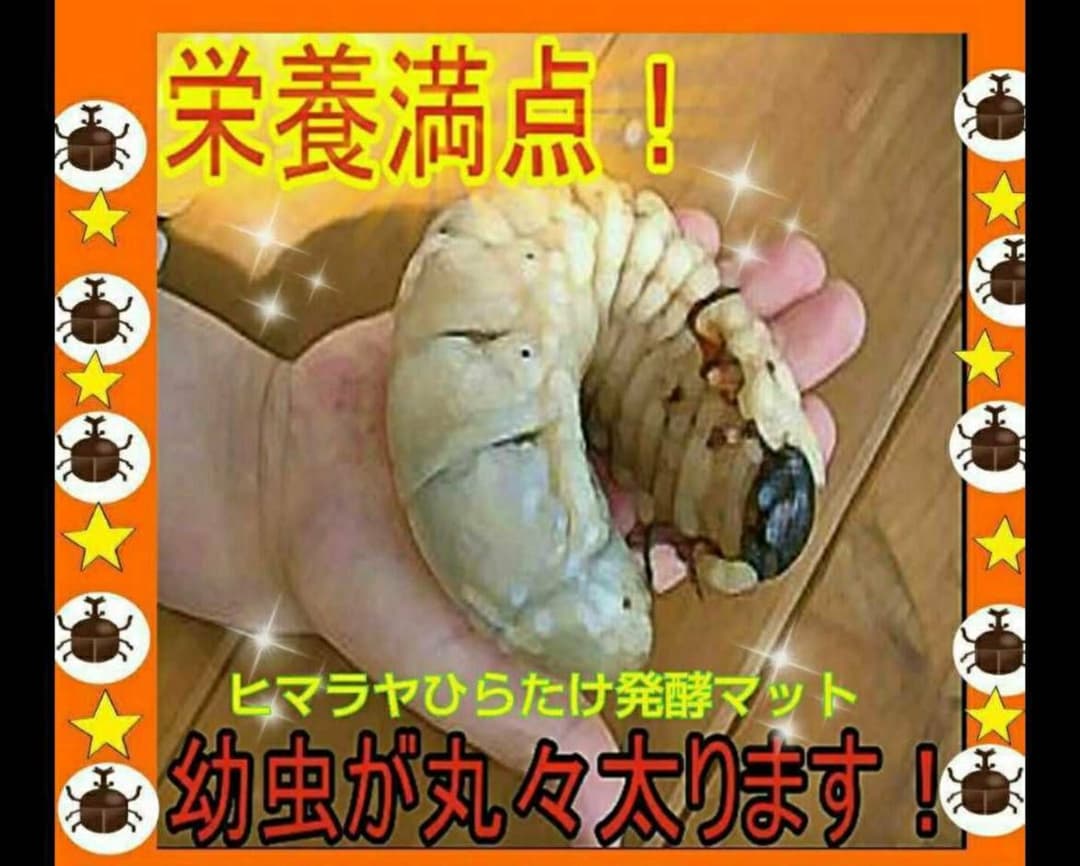 たっぷり100リットル☆カブトムシ幼虫が大きくなる！発酵マット☆雑虫湧きません！