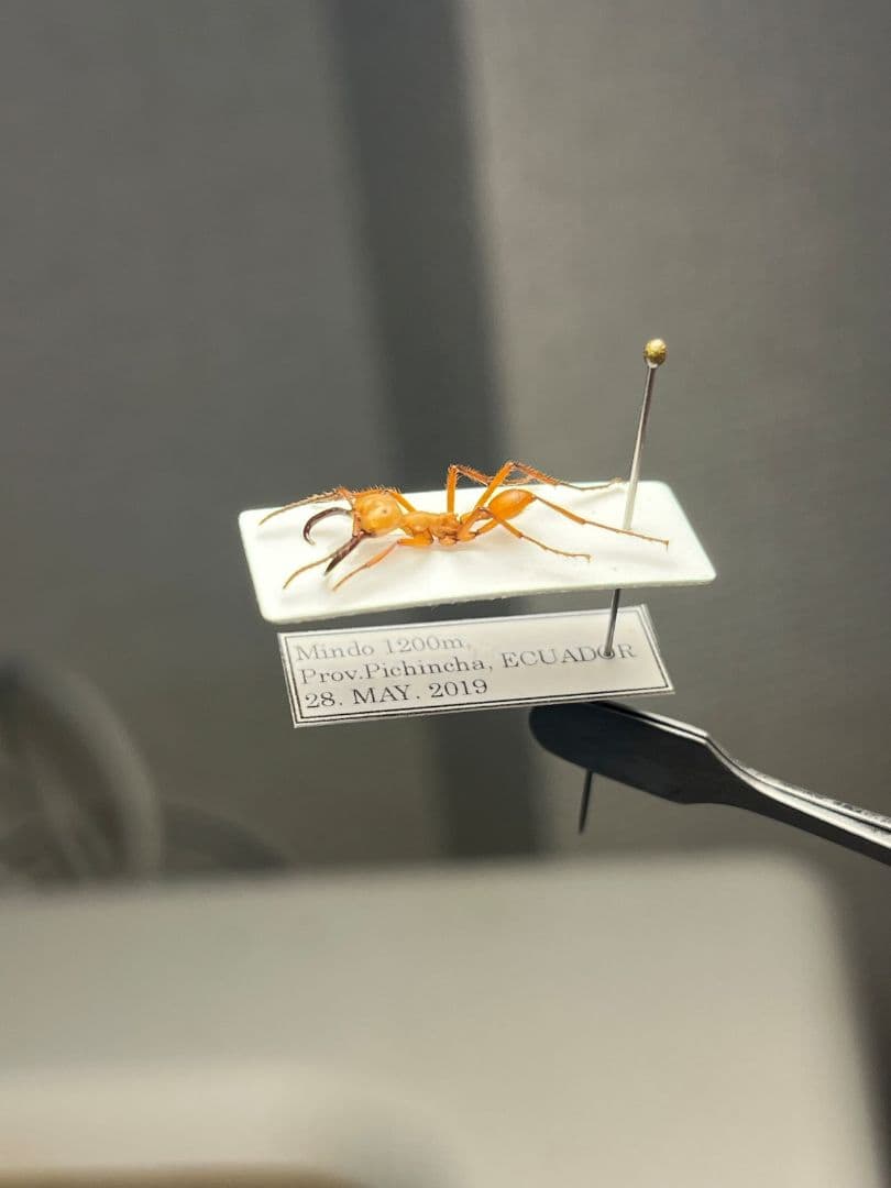 【12mm】グンタイアリ 標本 パラポネラ ソルジャーアントEciton sp.