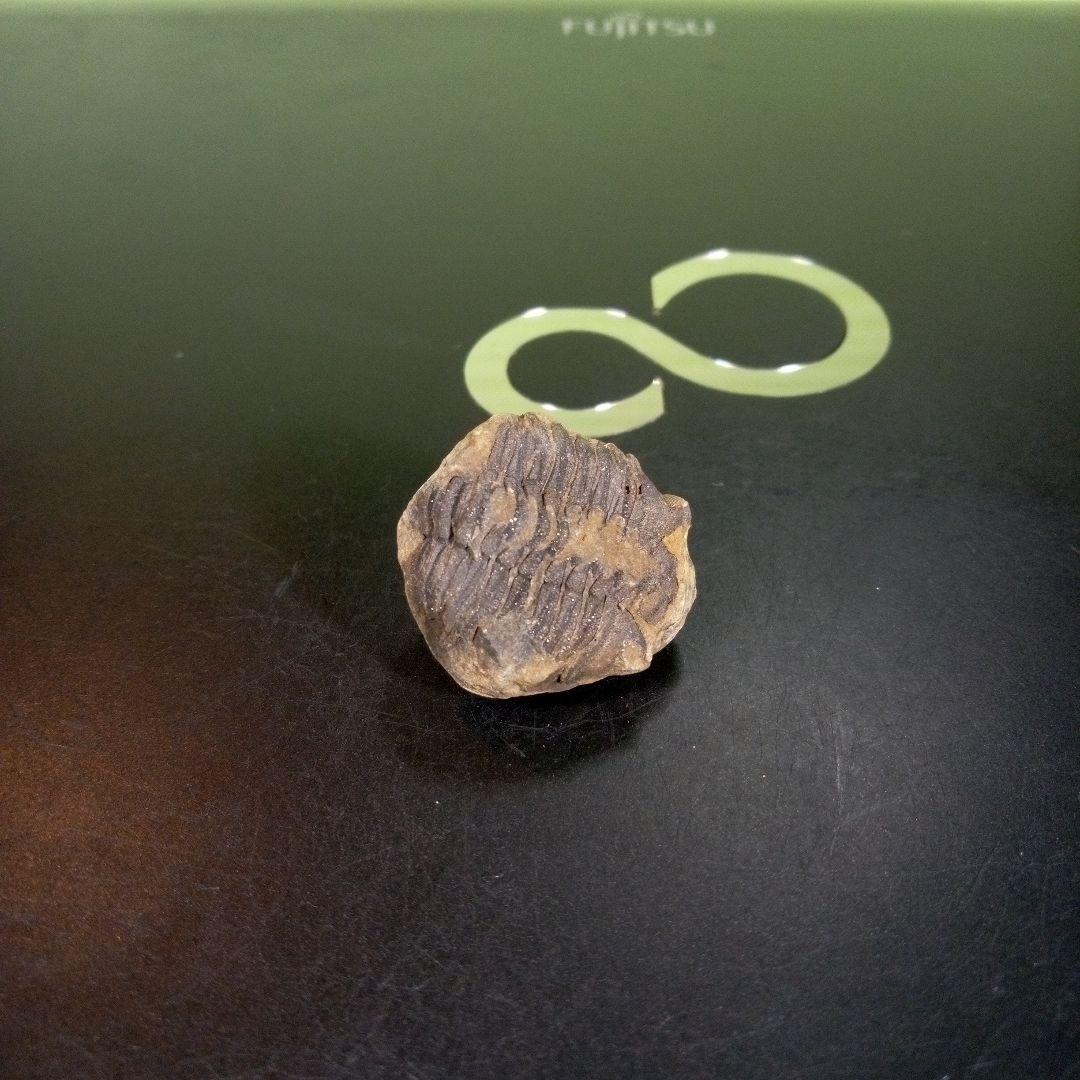 三葉虫　化石　fossil　海　ボリビア産　trilobite　海生動物網⑩
