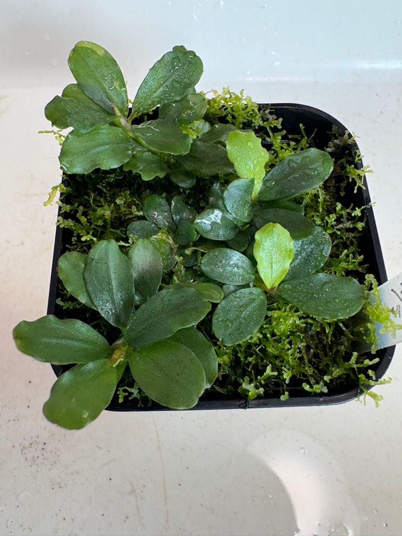 ブセファランドラ sp.彩雲 全て