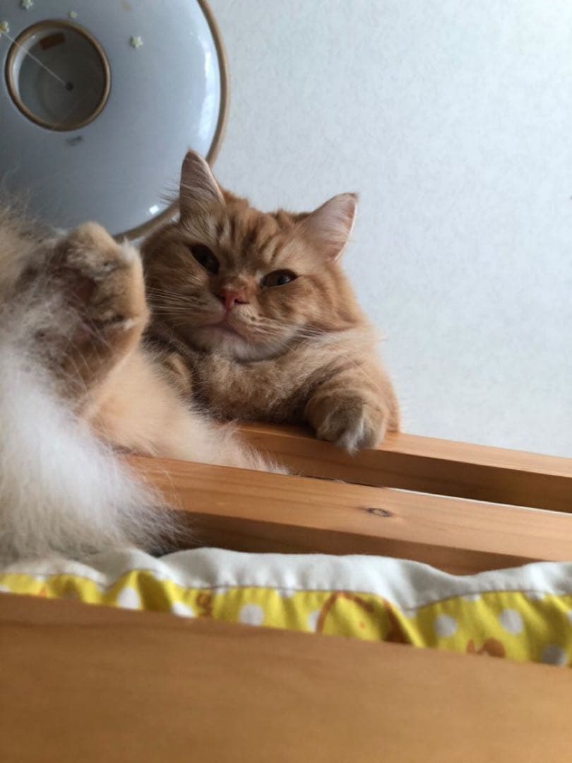 Campagnolo 見たらいいことあるよ〜