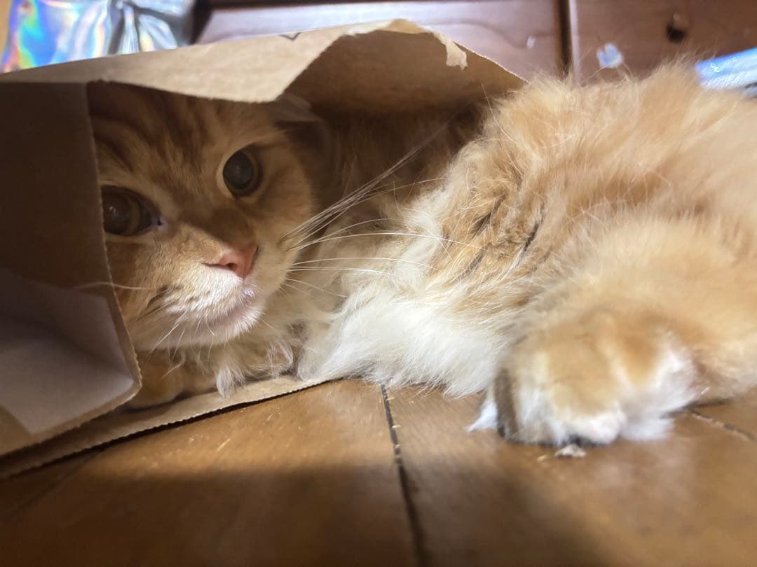 Campagnolo 見たらいいことあるよ〜