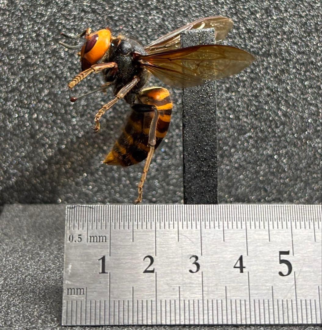 オオスズメバチ　女王蜂　立体標本 4.6cm超　特大サイズ
