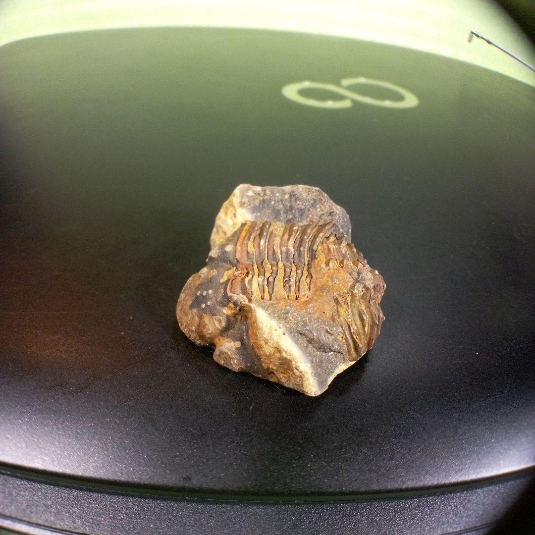 三葉虫　化石　fossil　海　ボリビア産　trilobite　海生動物網⑨