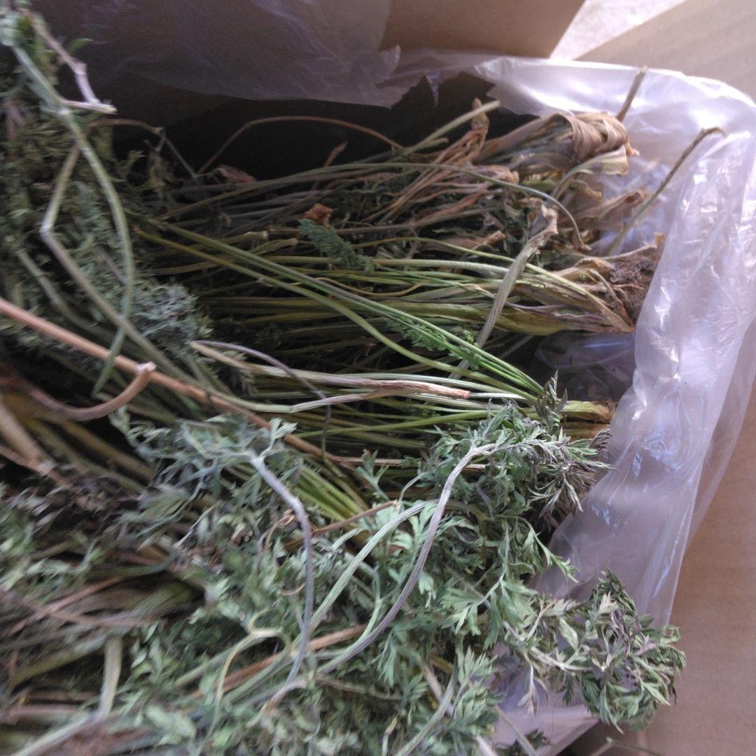 農薬不使用　乾燥人参の葉っぱ　80サイズ