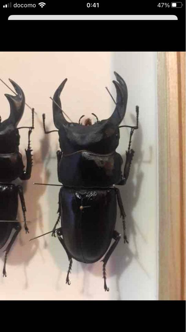 国産オオクワガタ♂標本　85.8mm