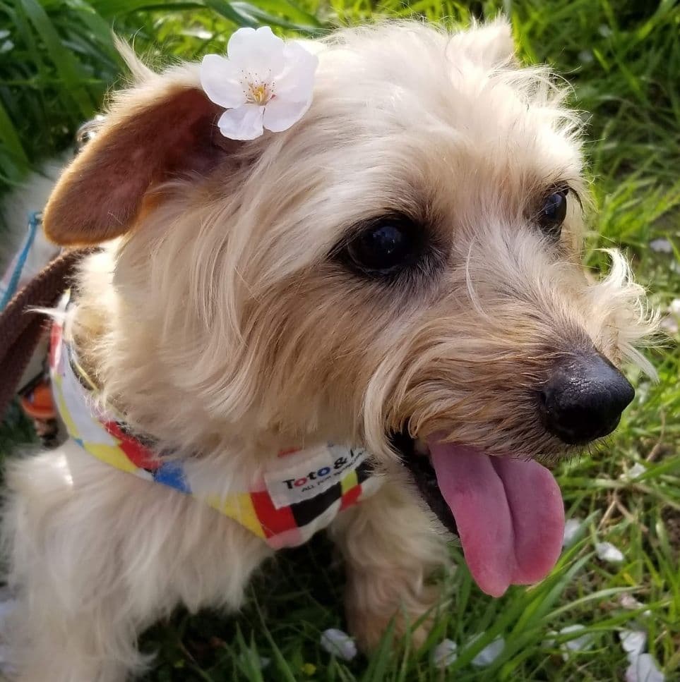 Sky　Flowerサマ❤️