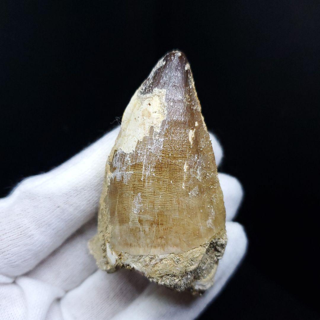 美品 モササウルス 化石 歯 本物 モロッコ産 64.53mm  mo537