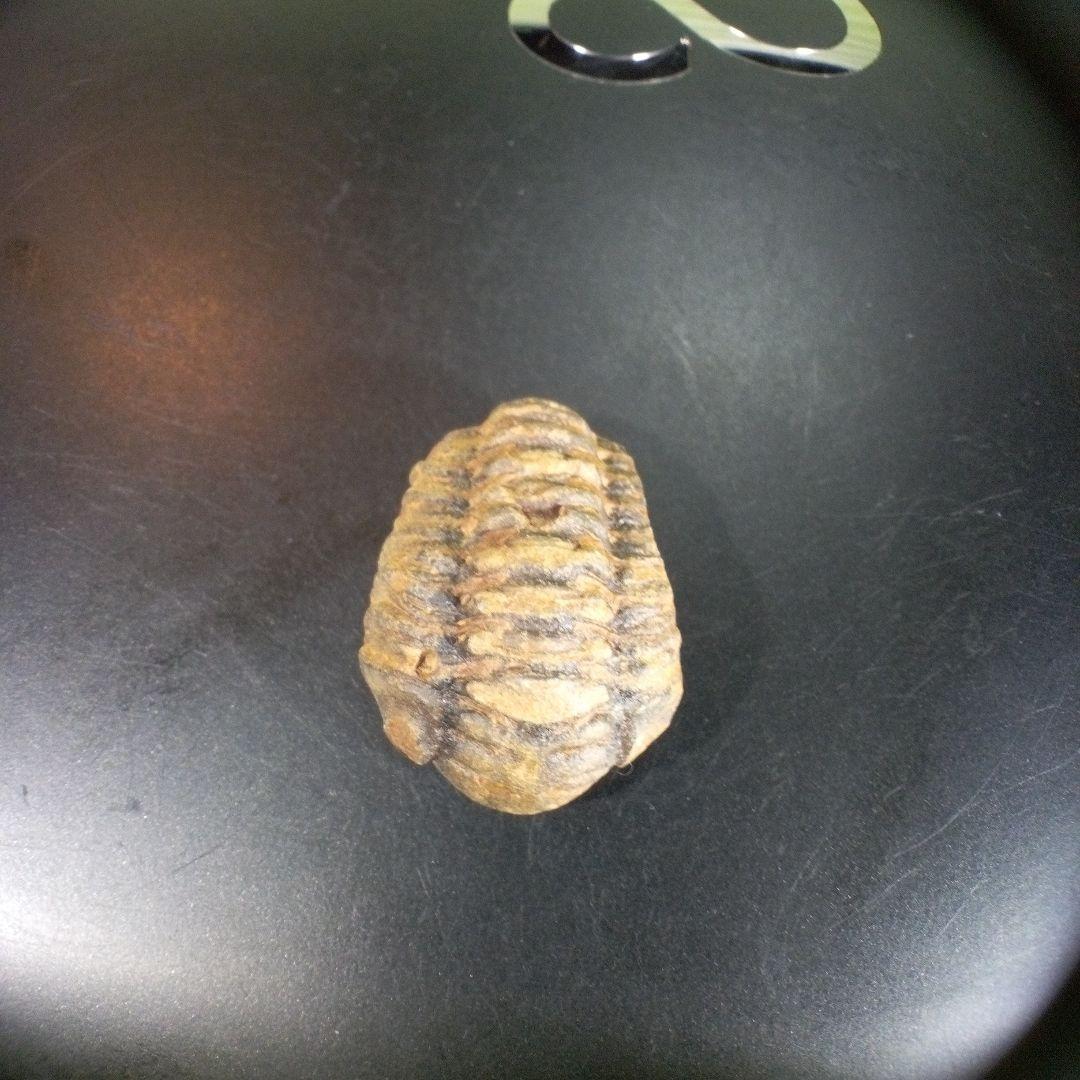 三葉虫　化石　fossil　海　ボリビア産　trilobite　海生動物種別③