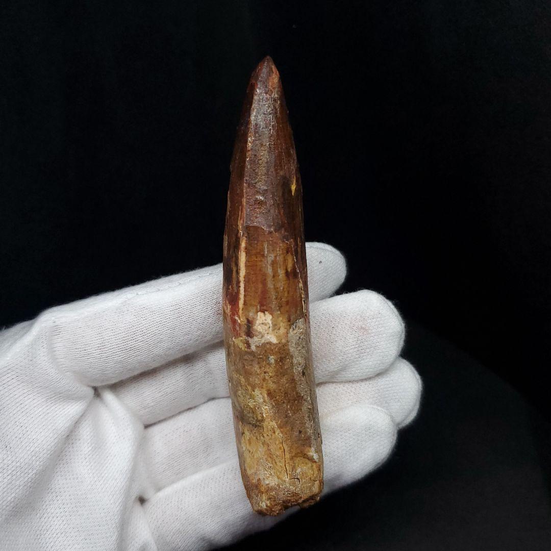 極上 スピノサウルス 本物 モロッコ産 85.33mm  sp432