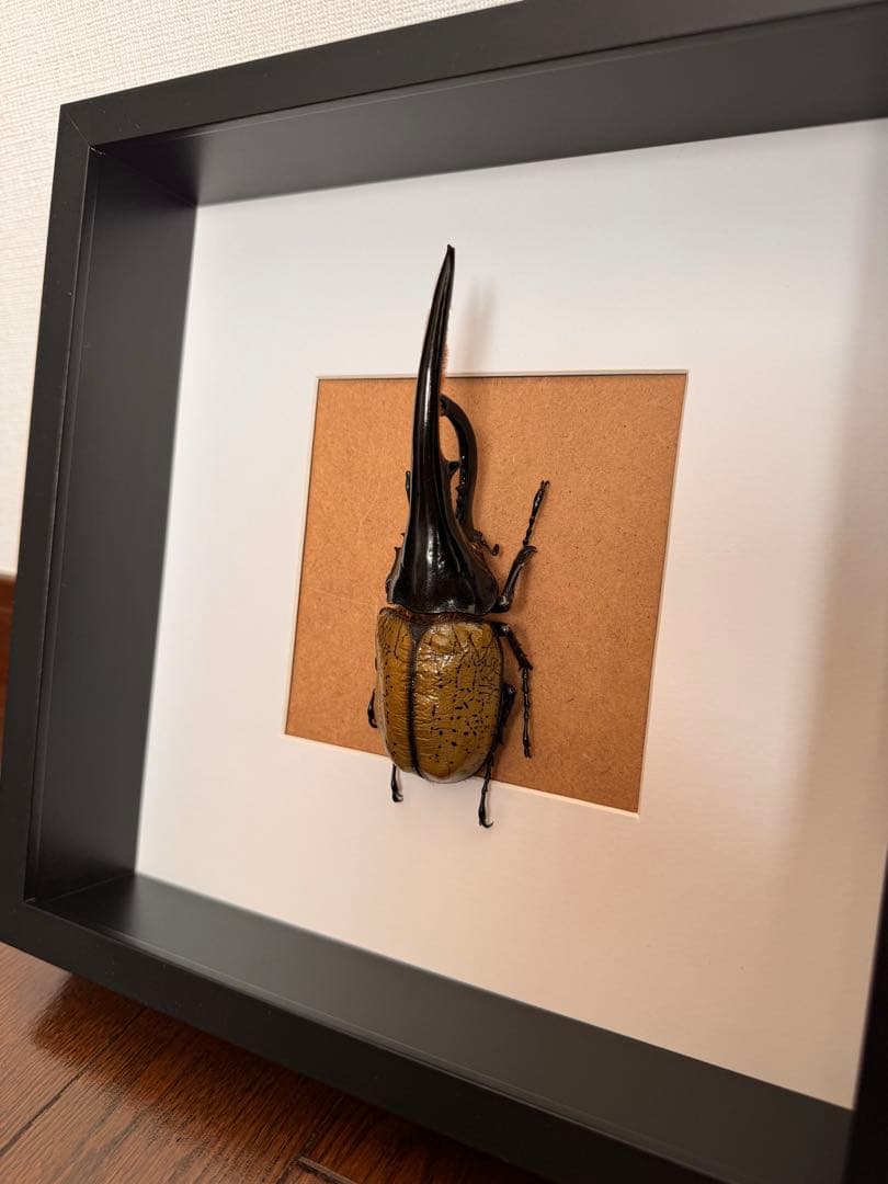 ヘラクレスオオカブト　壁掛け標本