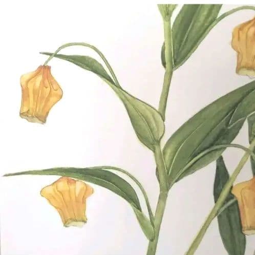 水彩画(サンダーソニア)　原画マットあり　おまとめ２点