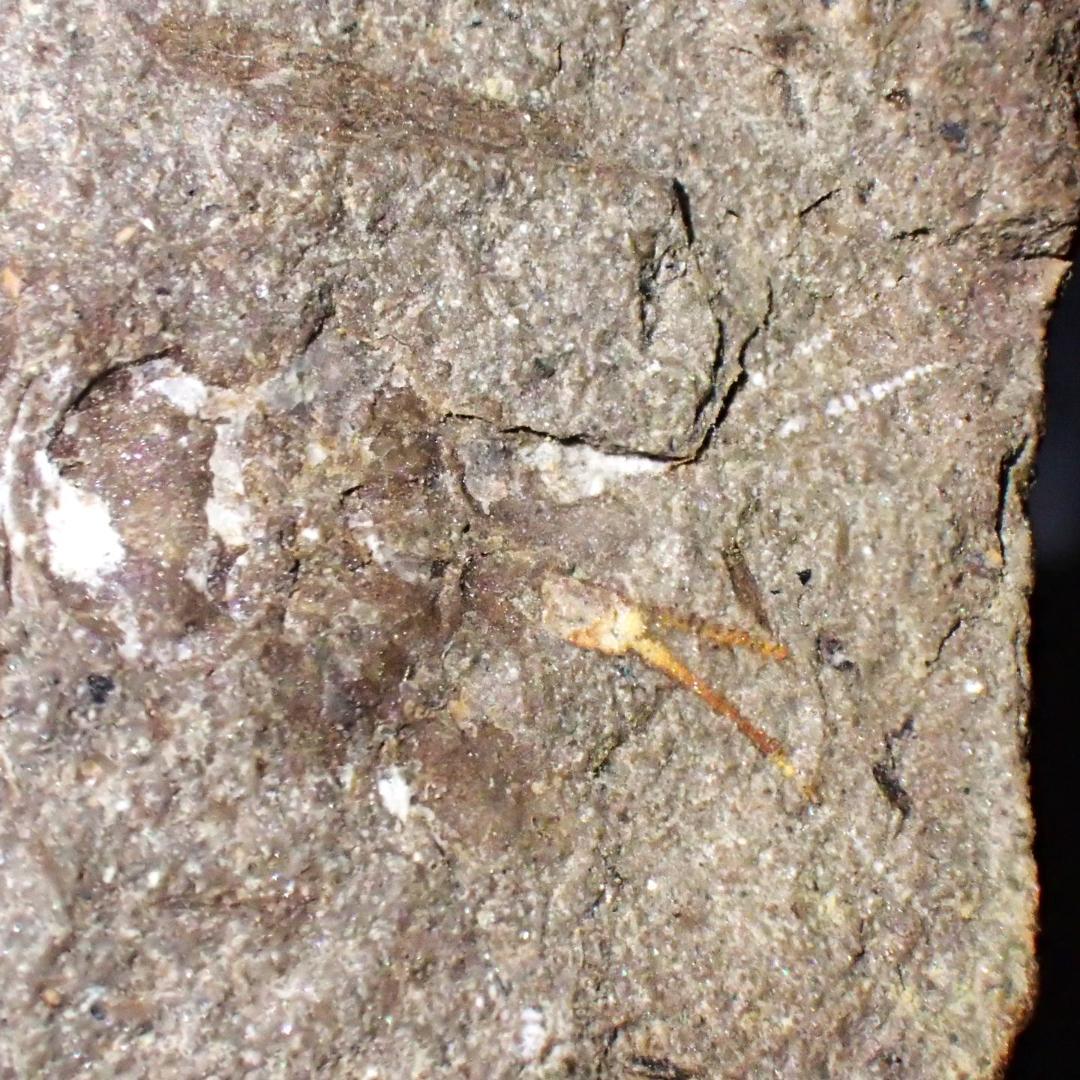 メゾンクリークの化石　１級品　アカンソテルソン　本物保証