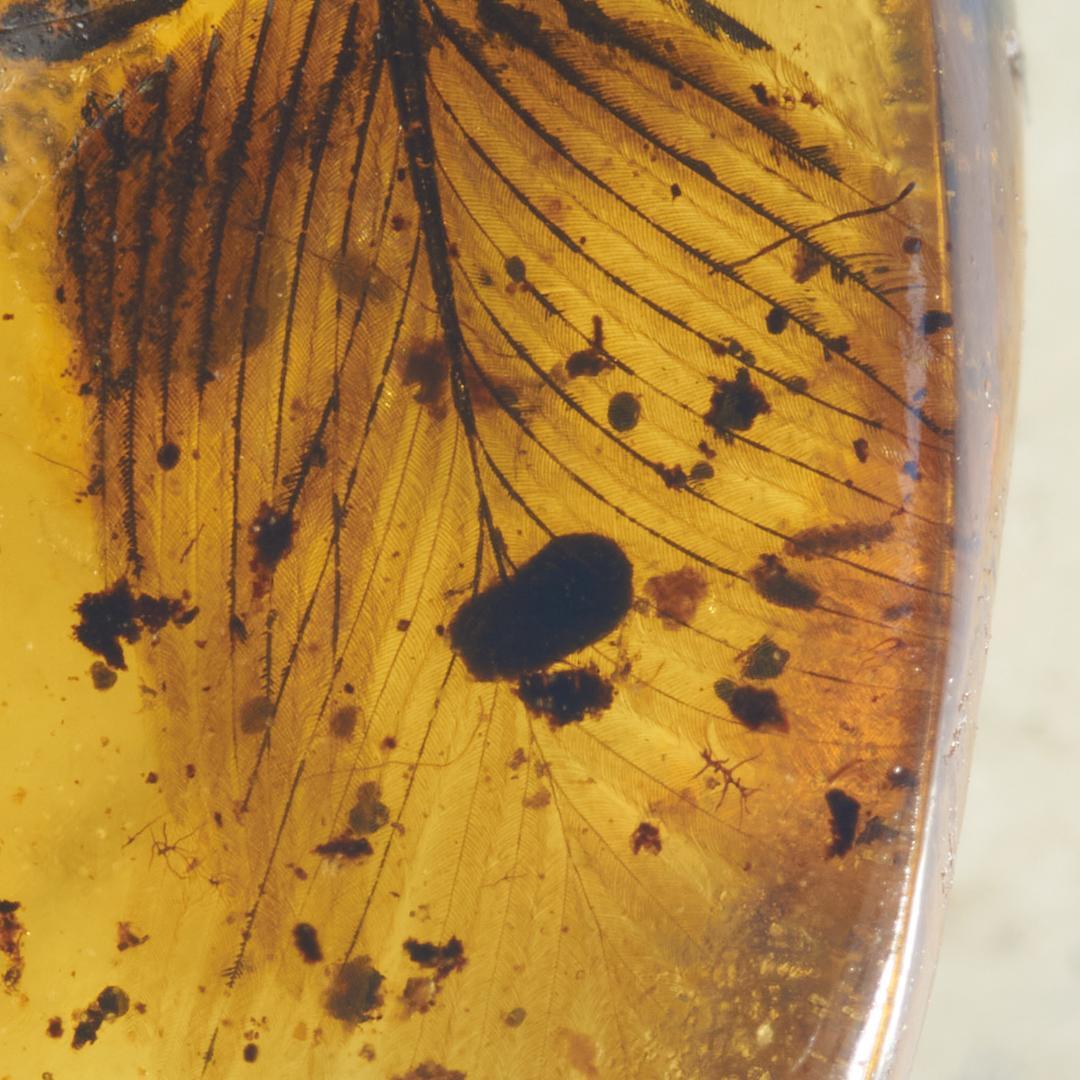 レア極上品 PA0060虫入り琥珀化石　ミャンマーカムティかタナイ9900万年前