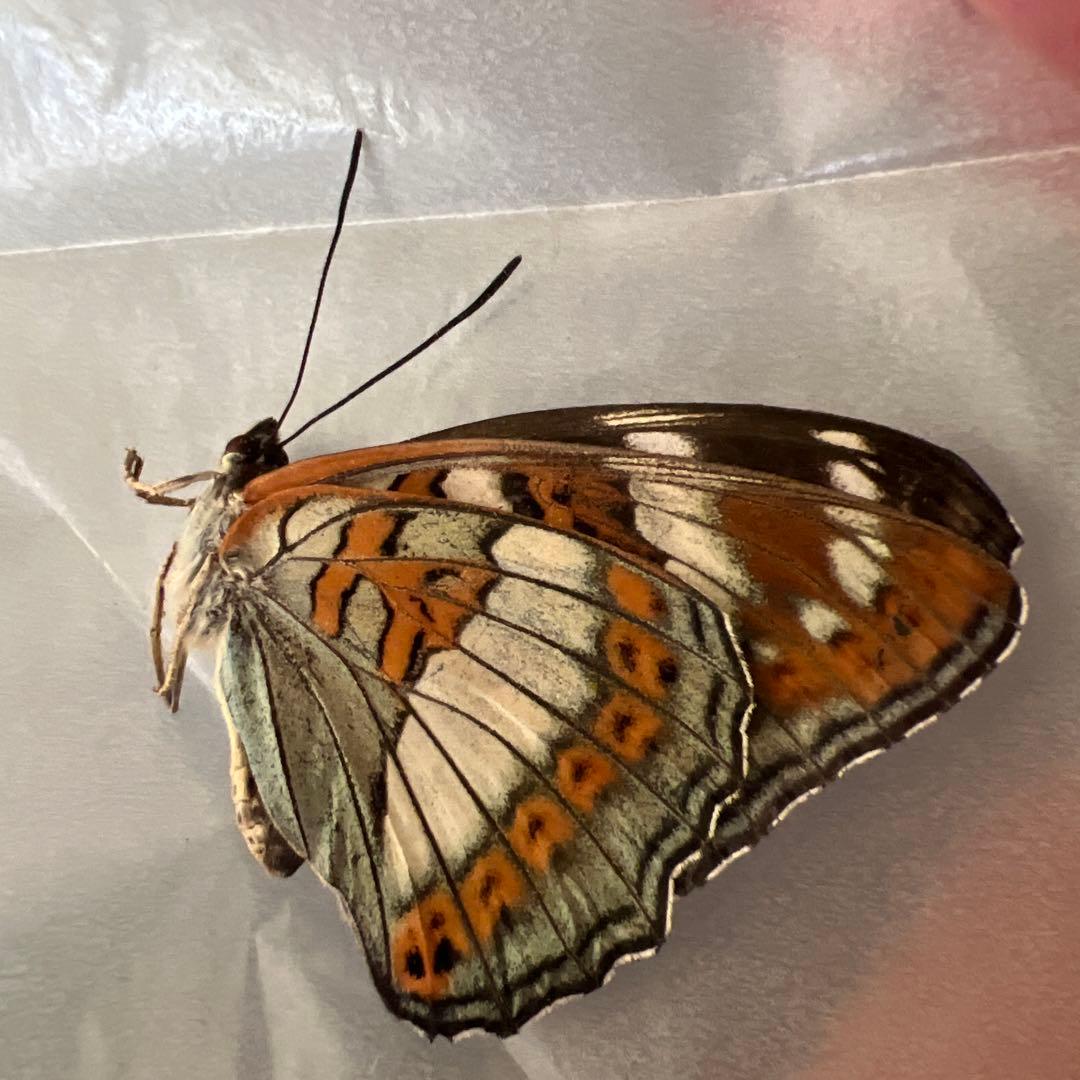 オオイチモンジチョウ　モンゴル産9頭セット