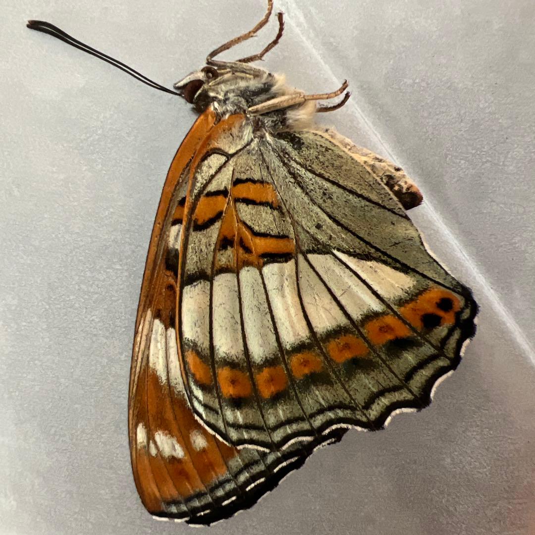 オオイチモンジチョウ　モンゴル産9頭セット