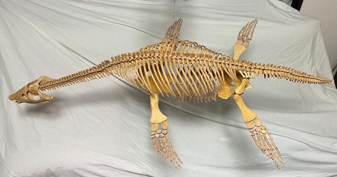 木彫　首長竜ロマレオサウルス　1/6全身骨格模型　112㎝