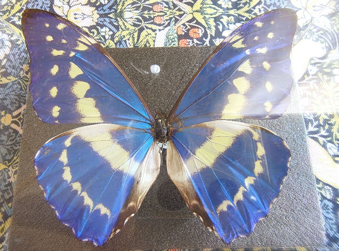 キプリスモルフォ　標本　千葉県直接引き取り限定