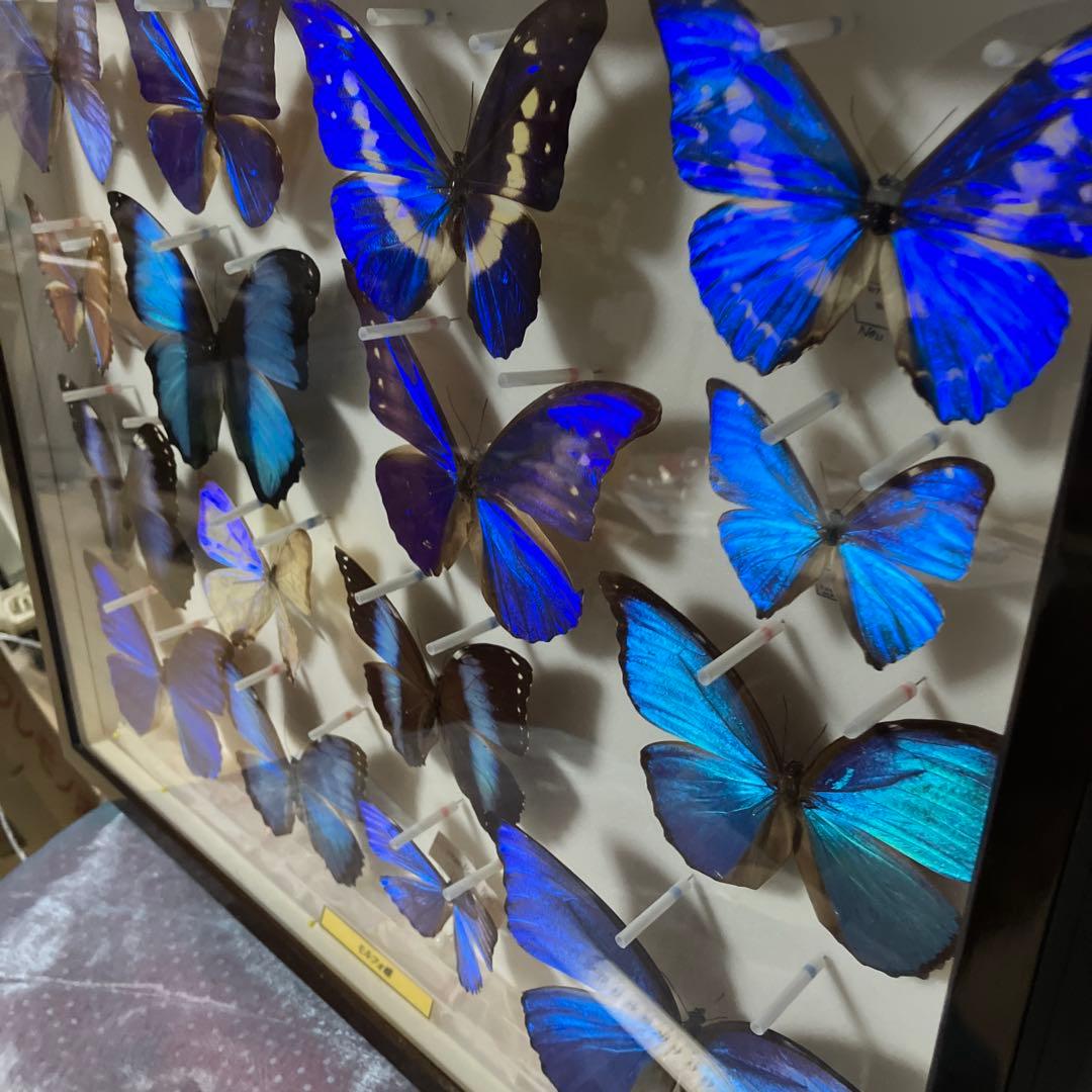 ギラギラモルフォ達