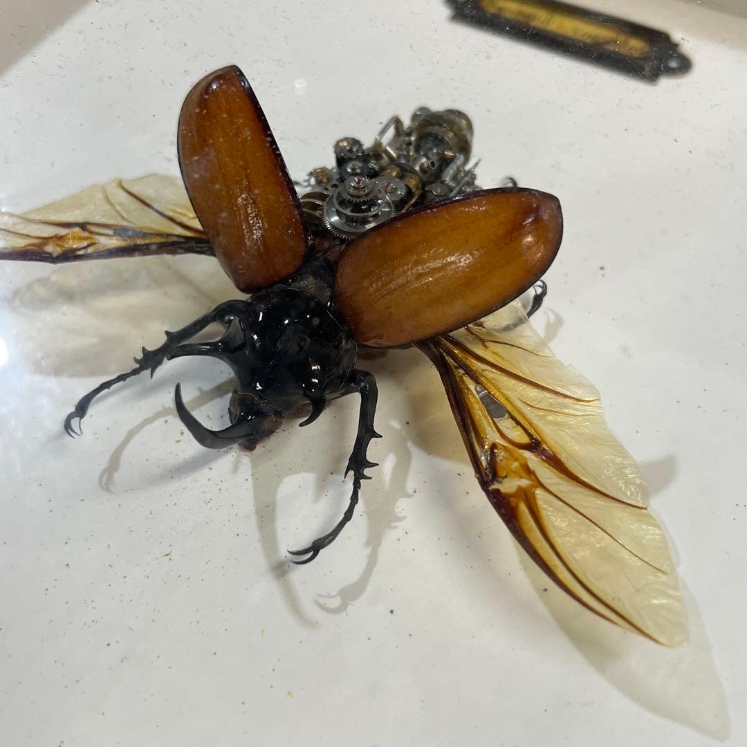 【美品】昆虫標本 甲虫 オブジェ 標本フレーム 木製 インテリア　カブトムシ