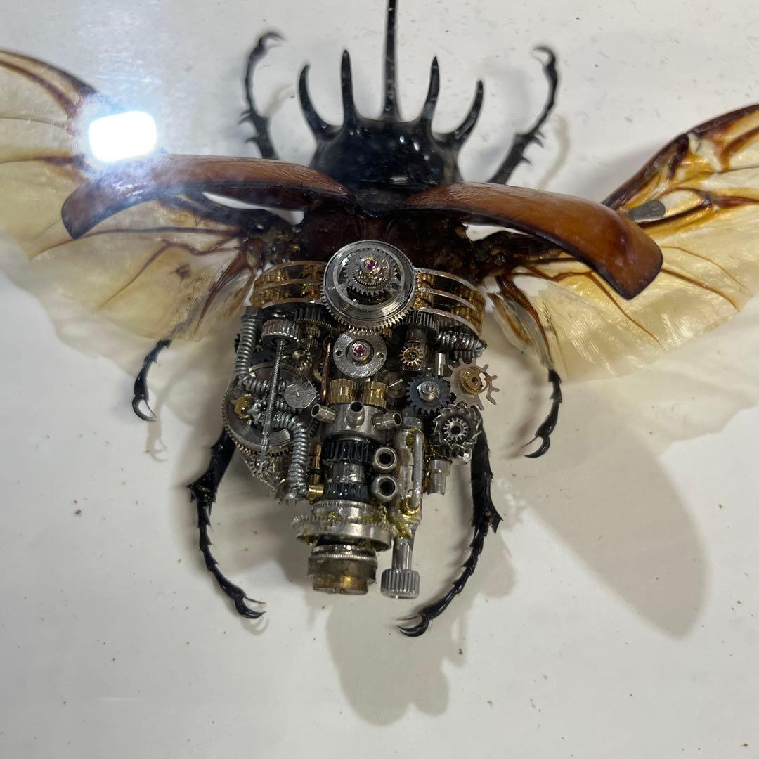 【美品】昆虫標本 甲虫 オブジェ 標本フレーム 木製 インテリア　カブトムシ