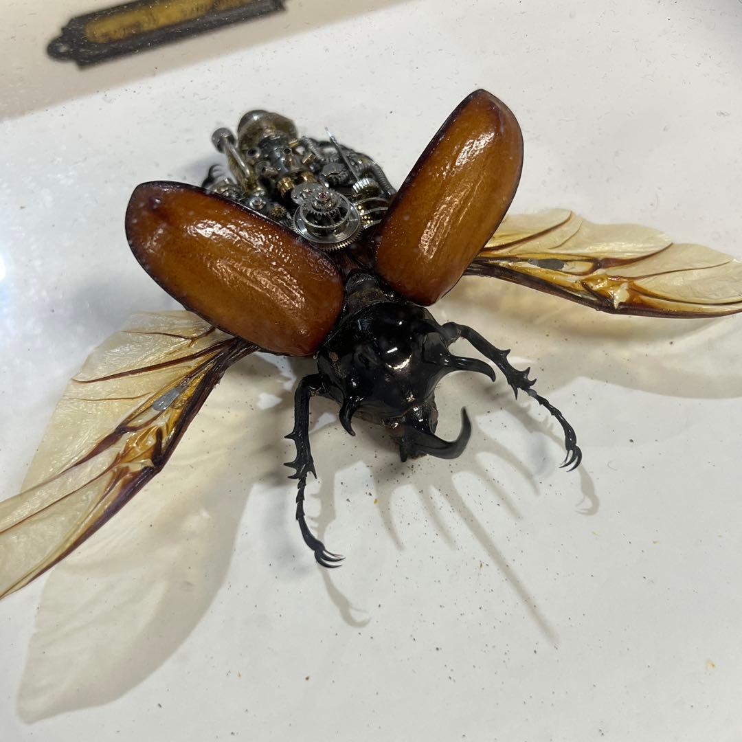 【美品】昆虫標本 甲虫 オブジェ 標本フレーム 木製 インテリア　カブトムシ