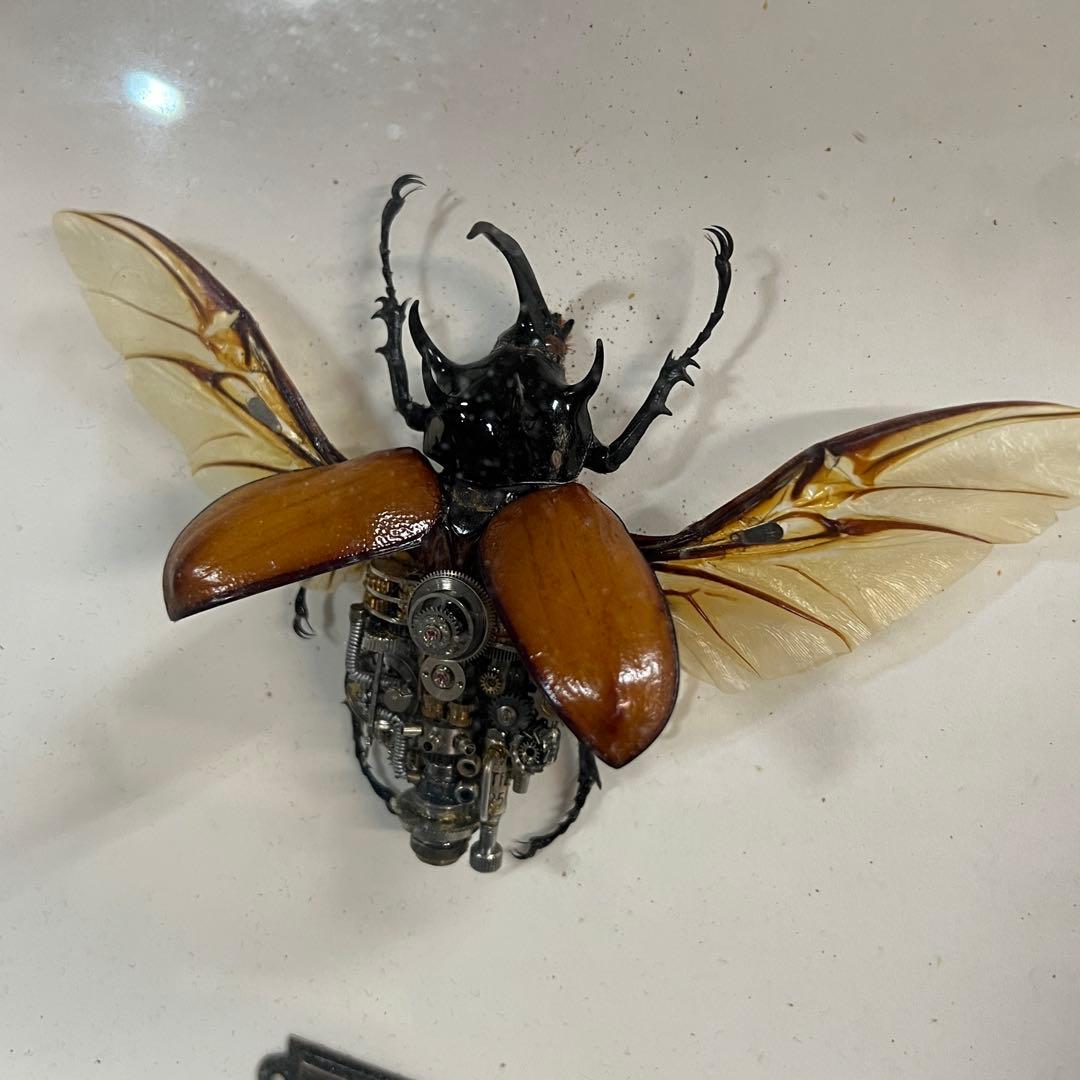 【美品】昆虫標本 甲虫 オブジェ 標本フレーム 木製 インテリア　カブトムシ