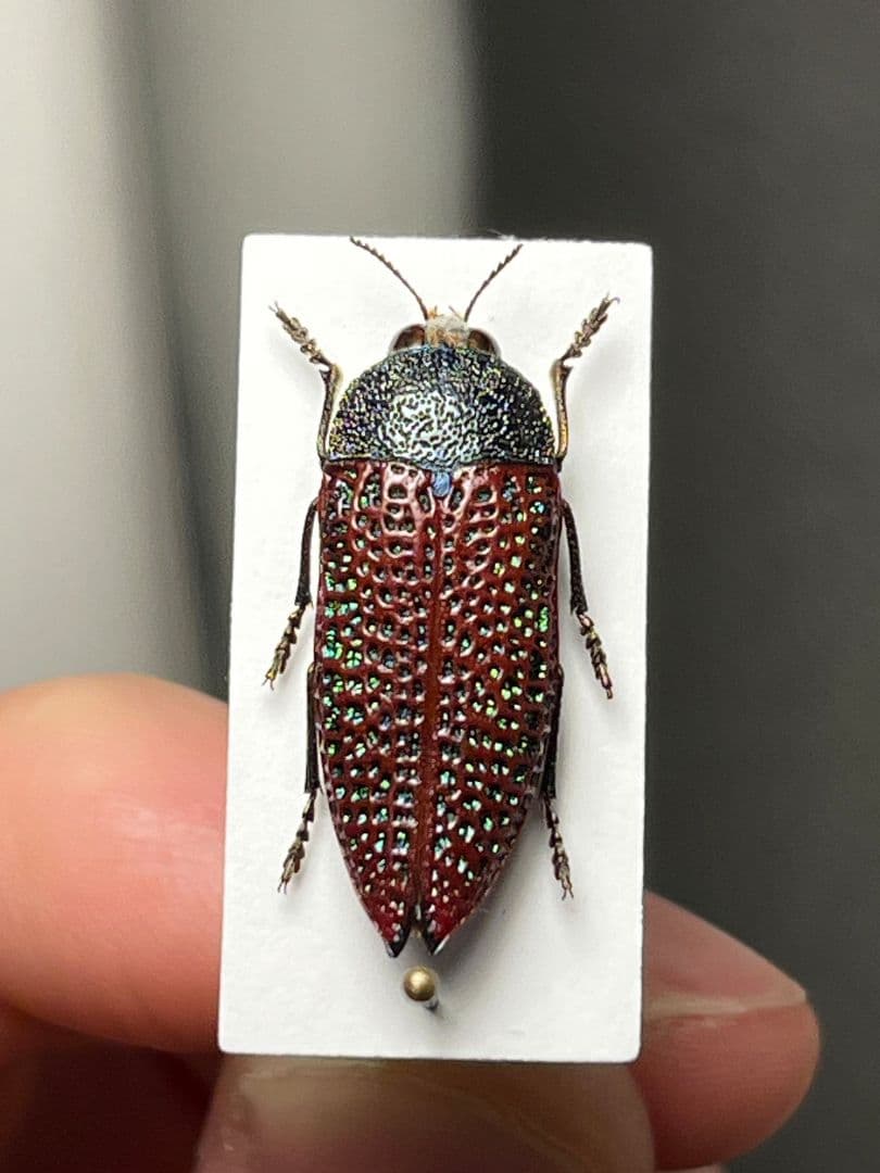 【23mm】キラキラアラメムカシタマムシ 昆虫標本 標本 甲虫 カミキリ