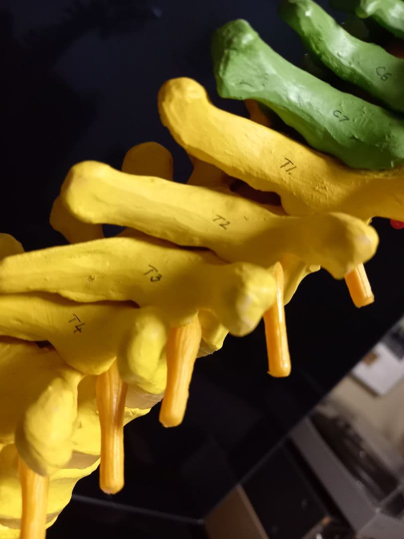 スタンド付き脊柱模型　骨格模型　椎骨　神経付　ドイツ製作品