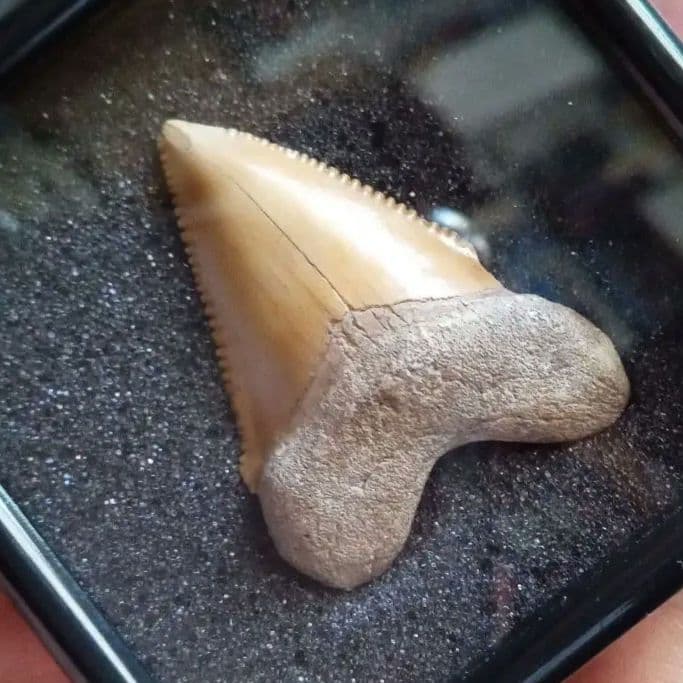 サメの歯化石　メガロドンの祖先種　希少種　カルカロクレス・チュブテンシス