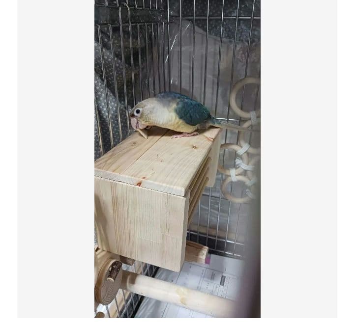 h2　あったかステージ　四角い止まり木　ヒーターいたずら防止　インコ　小動物