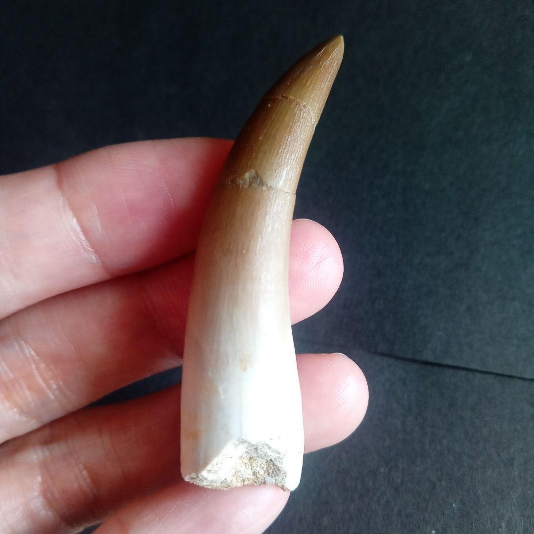 首長竜　プレシオサウルス　歯化石　特大