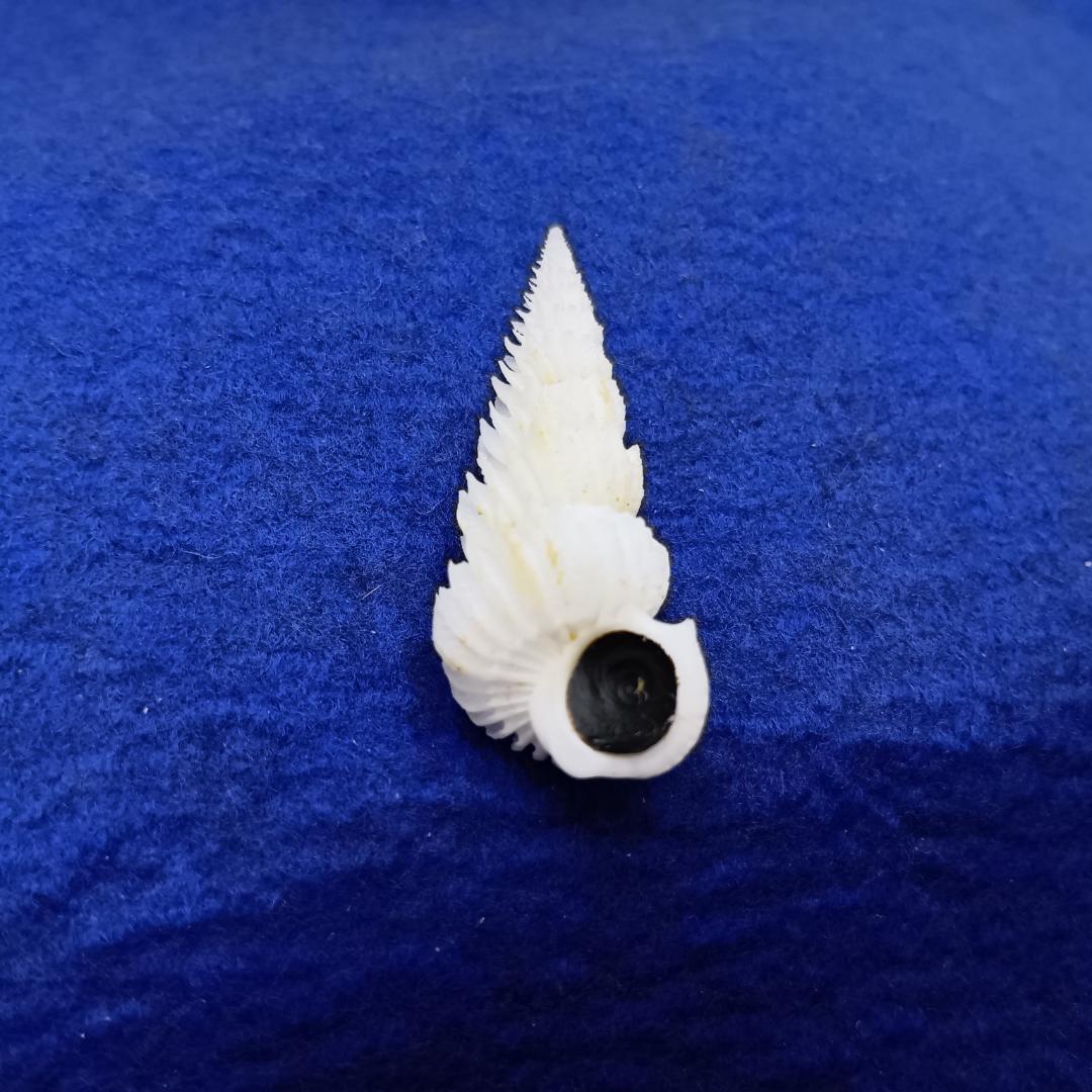 貝標本ヤエバイトカケ（蓋付）