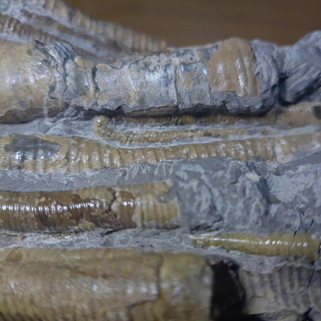 北海道アンモナイト ポリプチコセラス群生標本