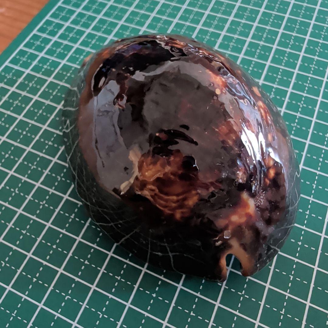 ハチジョウダカラ　1