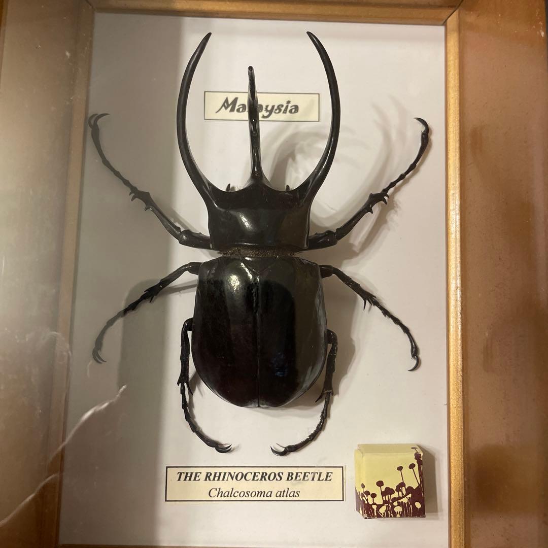 コーカサスオオカブト標本（マレーシア産）