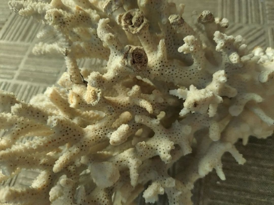 デスロック ホワイトサンゴ おまとめ