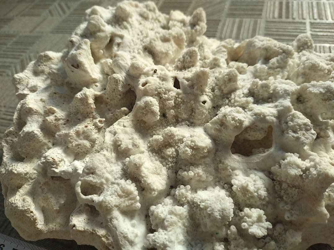 デスロック ホワイトサンゴ おまとめ