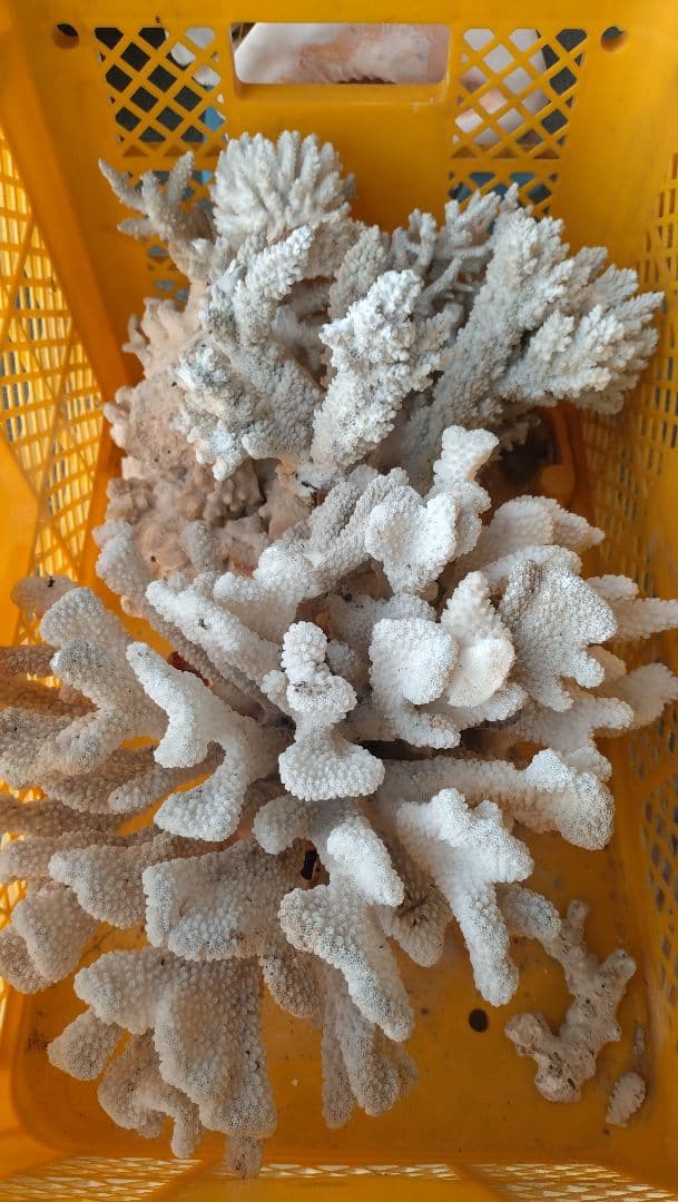 デスロック ホワイトサンゴ おまとめ