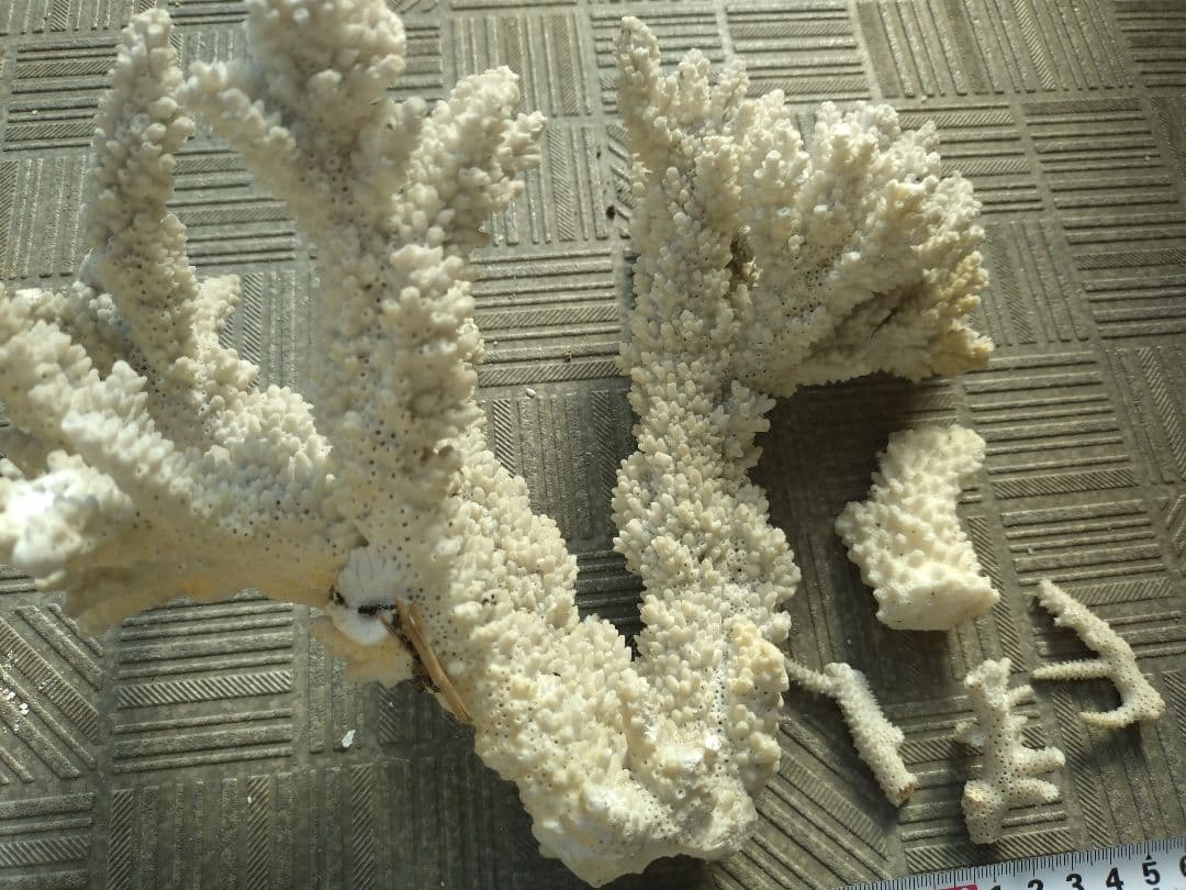 デスロック ホワイトサンゴ おまとめ